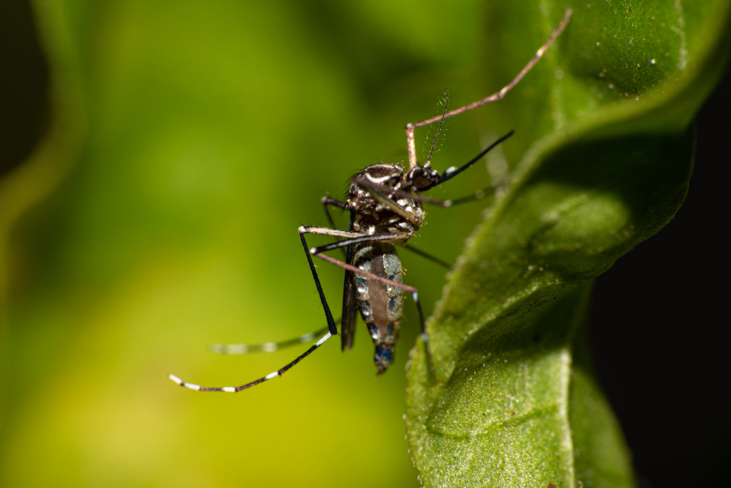 Eliminación de plagas de mosquitos